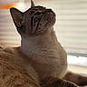 Bandit joined the competition — help win amazing prizes! cat, feline, indoor, closeup, portrait, whiskers, fur, blinds, window, relaxing, soft_light, brown_fur, looking_up, side_profile, pet, animal, cozy, domestic, calm, resting