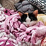 cat, calico_cat, blanket, pink_blanket, soft_texture, cushion, plush_toy, knitted_fabric, cozy, indoor, resting, pet, fur, animal, cute, relaxed, face, ears, home, comfort