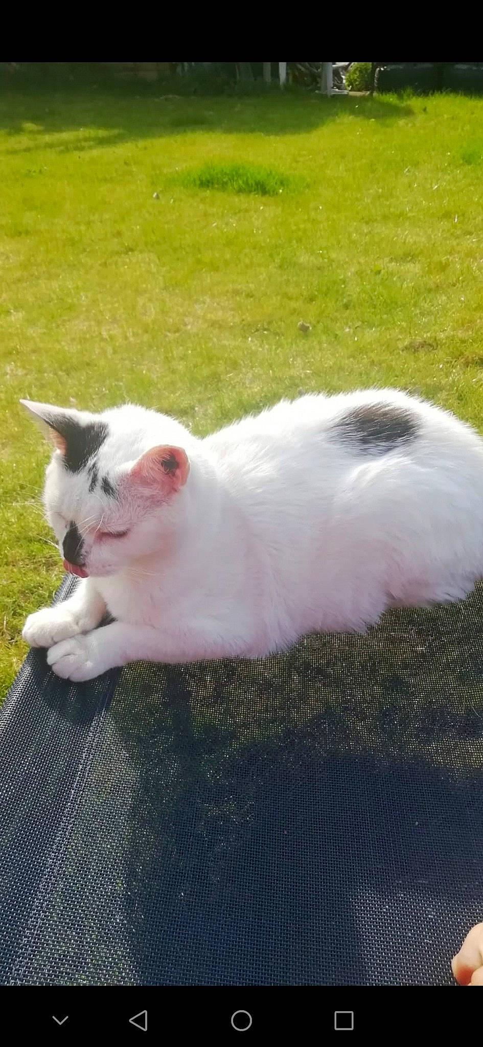 Arnie is registered to the contest to win money with this photo: carnivore, cat, domestic_short_haired_cat, felidae, fur, grass, paw, small_to_medium_sized_cats, snout, tail, terrestrial_animal, whiskers