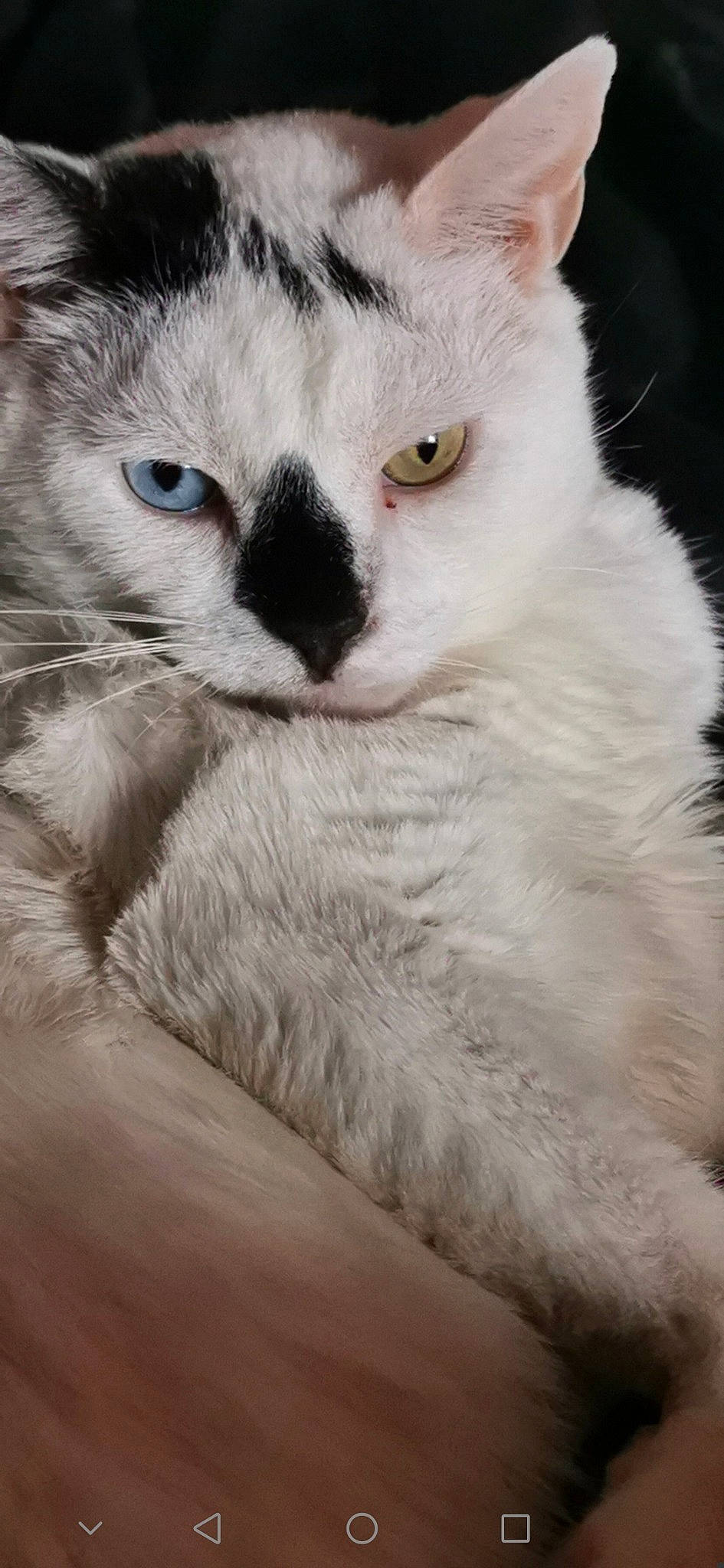 Arnie is registered to the contest to win money with this photo: carnivore, cat, comfort, domestic_short_haired_cat, door, eyelash, felidae, fur, paw, small_to_medium_sized_cats, snout, terrestrial_animal, whiskers, window