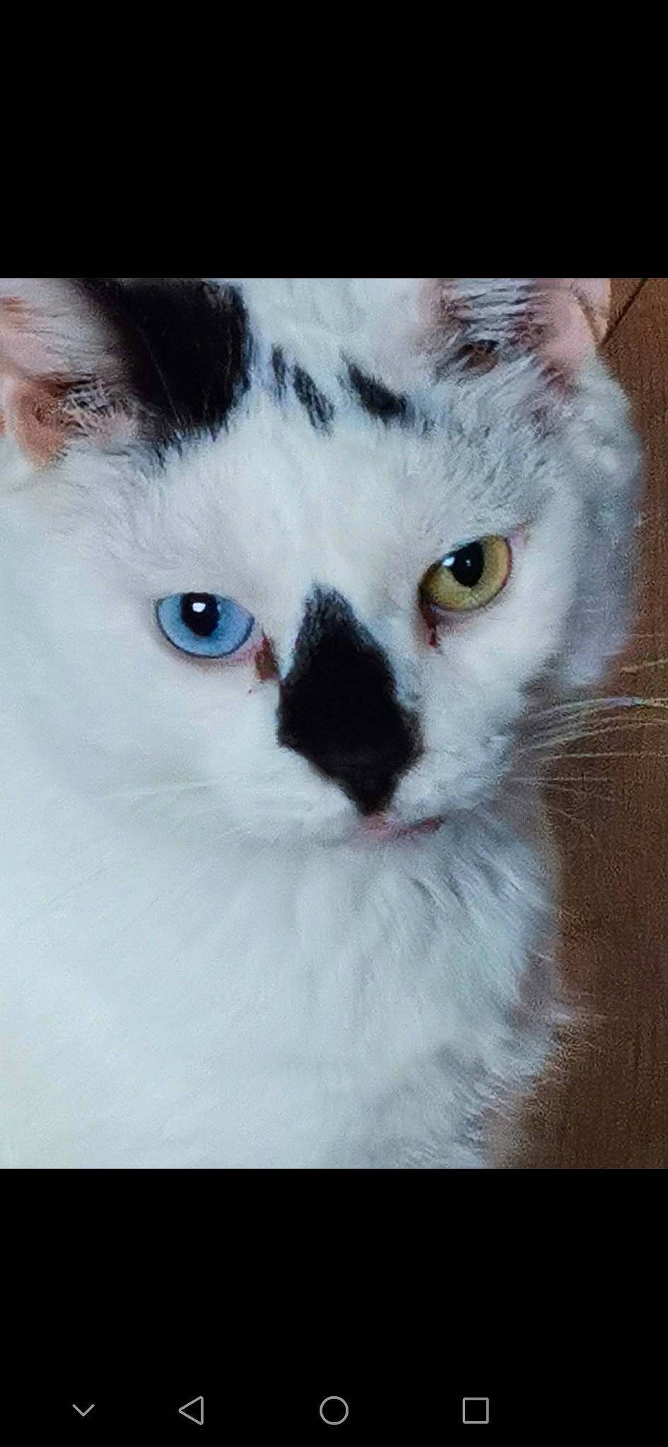 Arnie is registered to the contest to win money with this photo: carnivore, cat, close_up, curious, domestic_short_haired_cat, eyelash, felidae, fur, small_to_medium_sized_cats, snout, whiskers