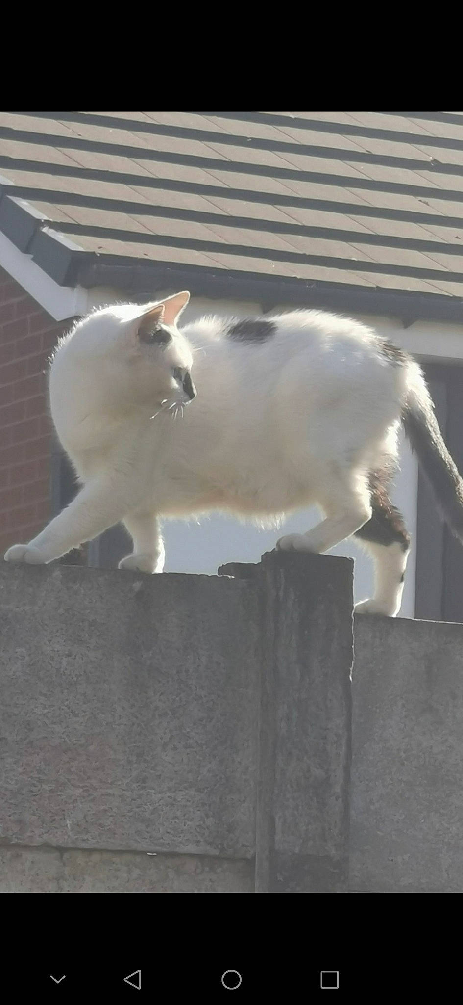 Arnie joined the competition — help win amazing prizes! carnivore, cat, domestic_short_haired_cat, felidae, fur, metal, paw, small_to_medium_sized_cats, snout, tail, whiskers, window, wood