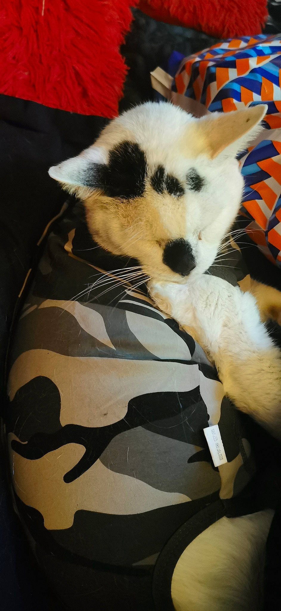 Arnie joined the competition — help win amazing prizes! carnivore, cat, claw, comfort, companion_dog, dog_breed, domestic_short_haired_cat, eye, fawn, felidae, fur, linens, nap, pattern, paw, sleeve, small_to_medium_sized_cats, tail, terrestrial_animal, whiskers