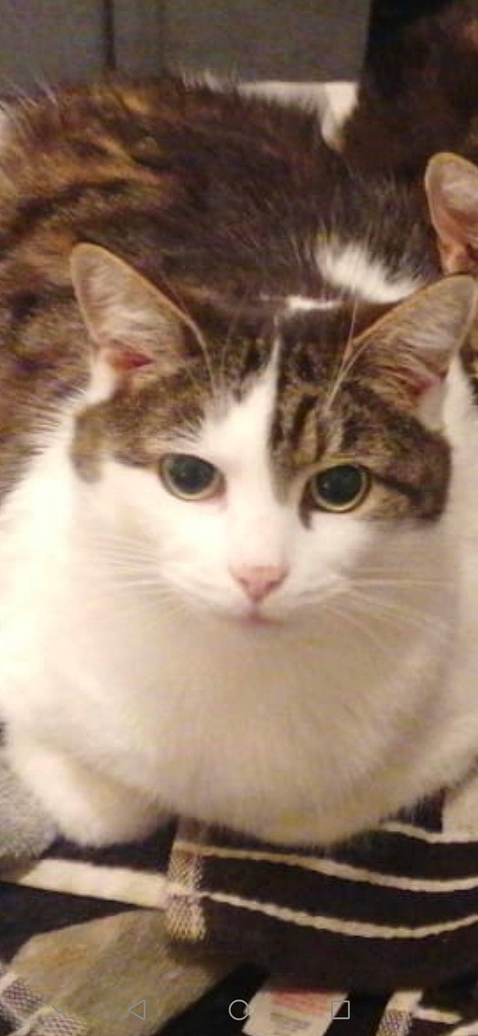 Ninja is registered to the contest to win money with this photo: carnivore, cat, domestic_short_haired_cat, felidae, fur, small_to_medium_sized_cats, snout, tail, terrestrial_animal, whiskers