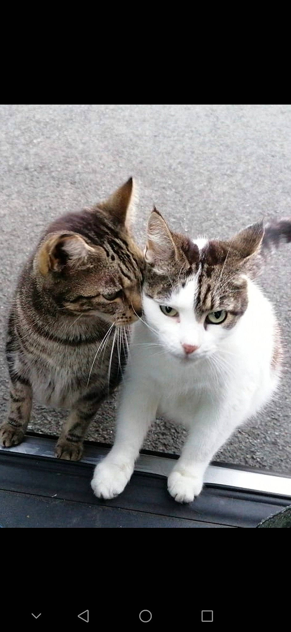 Ninja joined the competition — help win amazing prizes! carnivore, cat, claw, domestic_short_haired_cat, felidae, foot, fur, mammal, paw, photo_caption, sitting, small_to_medium_sized_cats, snout, tail, terrestrial_animal, vertebrate, whiskers