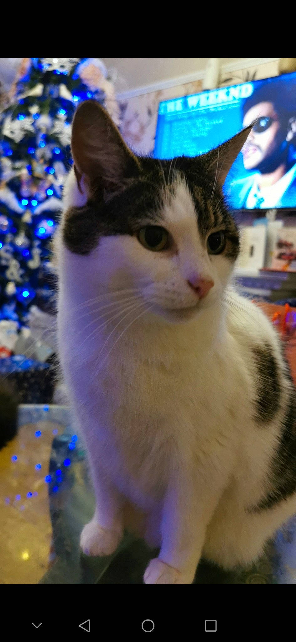 Ninja joined the competition — help win amazing prizes! blue, carnivore, cat, christmas_tree, domestic_short_haired_cat, electric_blue, event, felidae, fur, hat, holiday, light, paw, plant, small_to_medium_sized_cats, snapshot, snout, tail, tree, whiskers