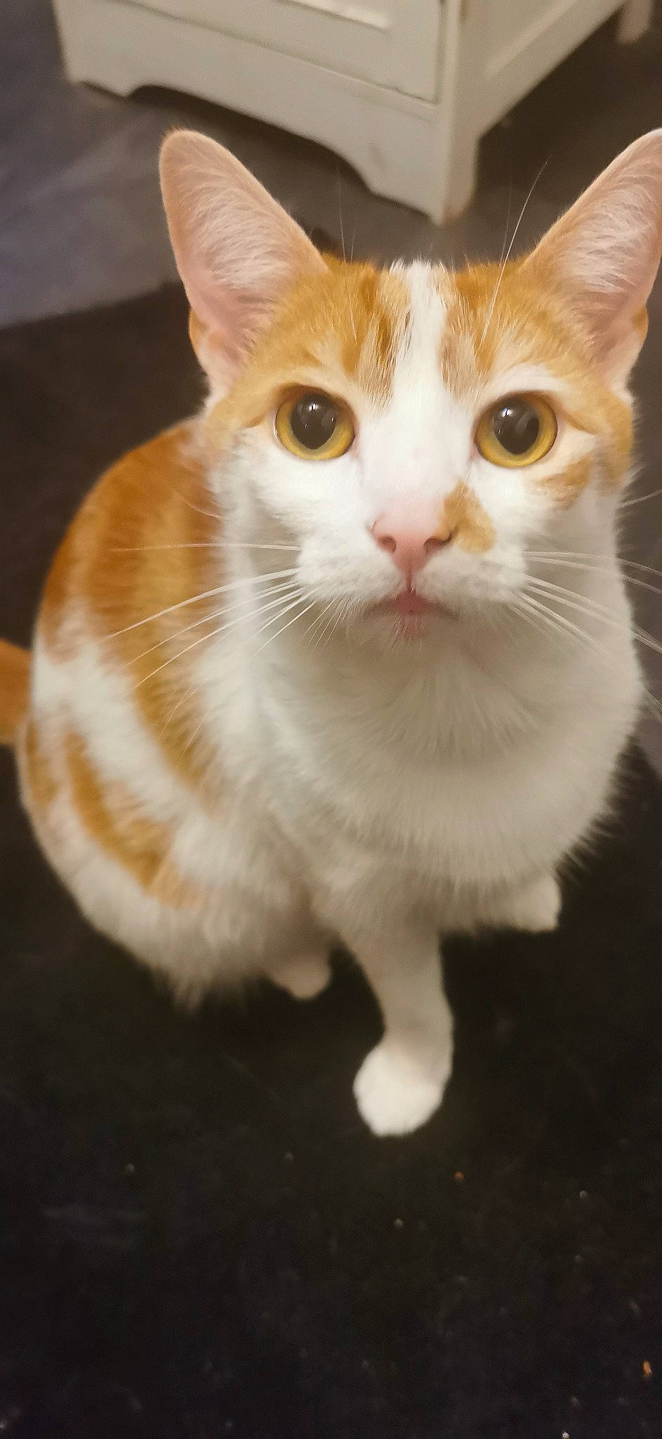 Kit is registered to the contest to win money with this photo: art, carnivore, cat, domestic_short_haired_cat, eye, fawn, felidae, fur, head, paw, small_to_medium_sized_cats, snout, tail, whiskers, window