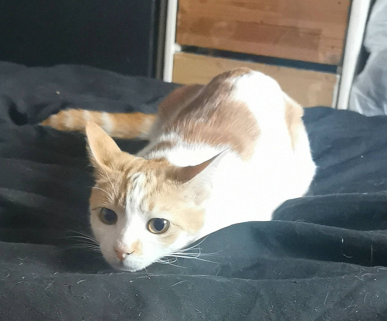 Kit is registered to the contest to win money with this photo: carnivore, cat, cat_supply, claw, comfort, domestic_short_haired_cat, fawn, felidae, fur, hardwood, paw, small_to_medium_sized_cats, snout, tail, whiskers, wood