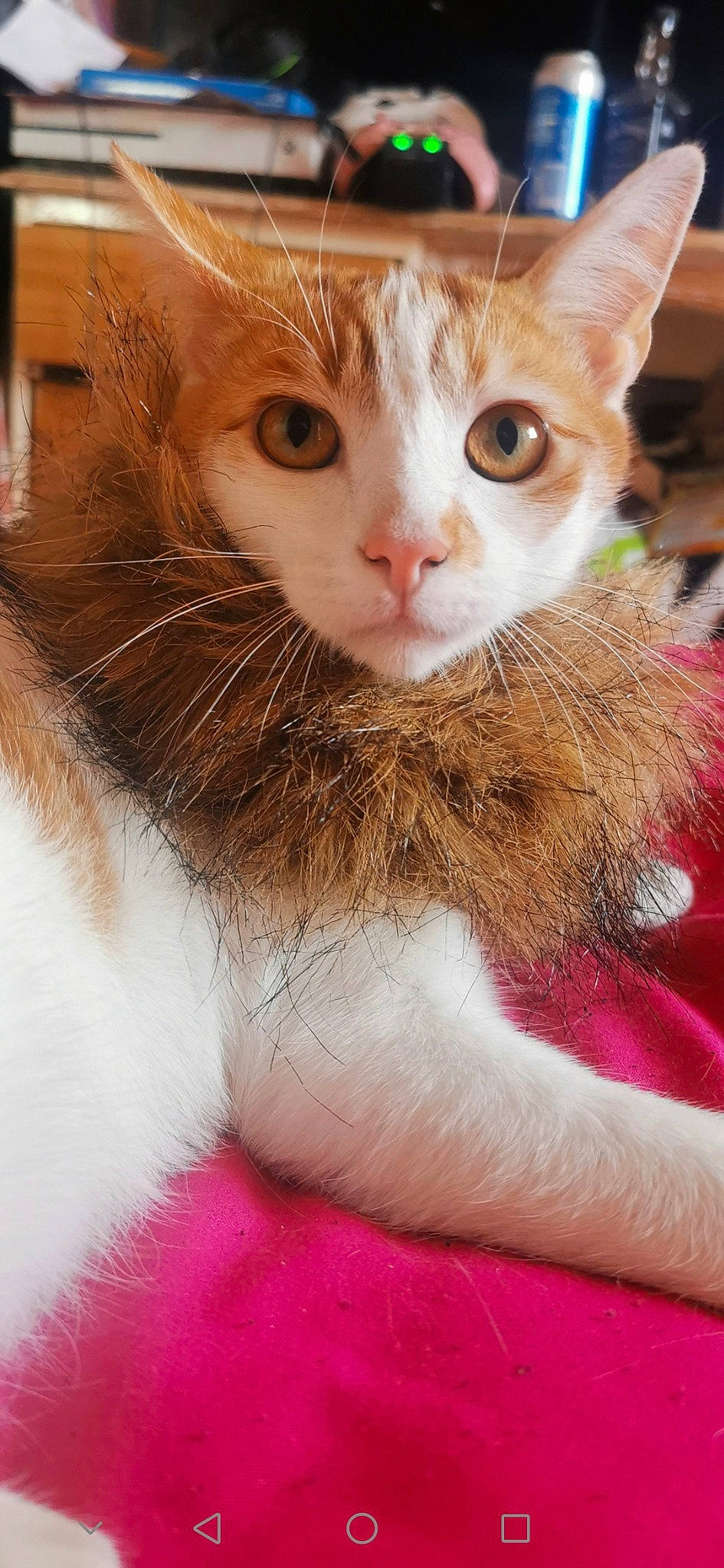 Kit joined the competition — help win amazing prizes! carnivore, cat, close_up, domestic_short_haired_cat, eyelash, fawn, felidae, fur, paw, small_to_medium_sized_cats, snout, terrestrial_animal, whiskers