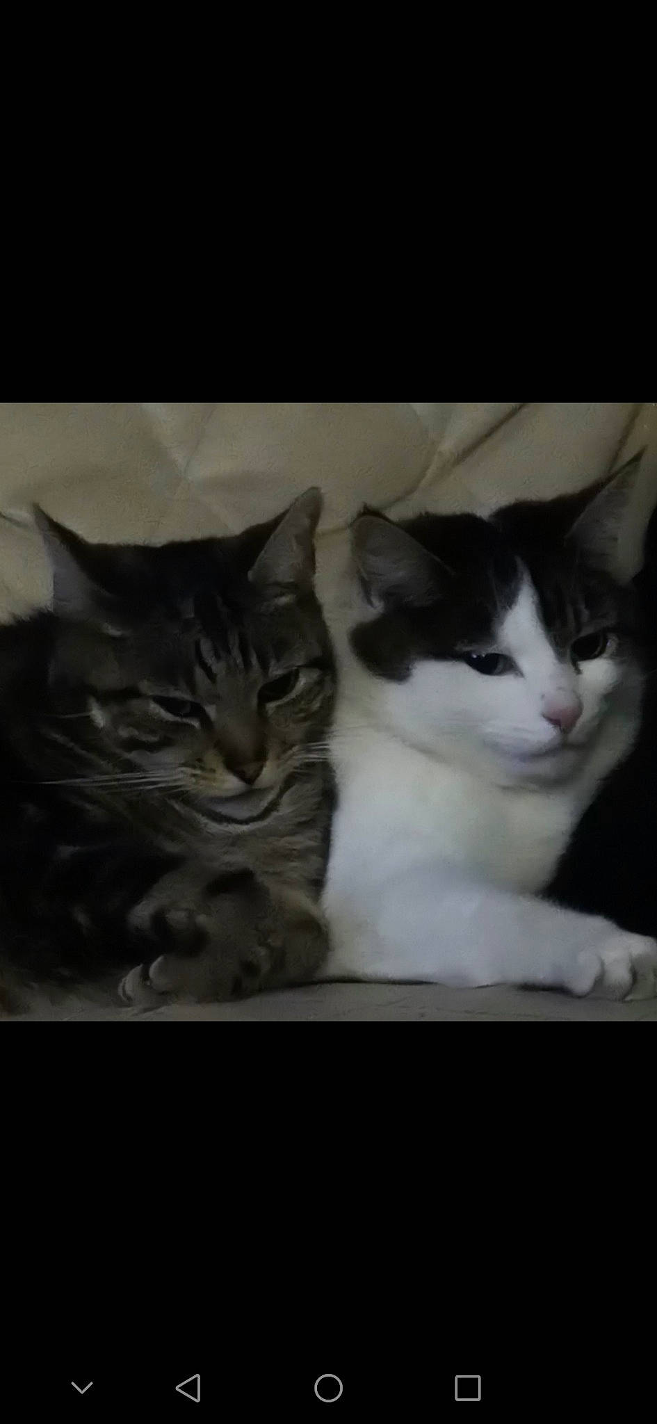 Phoenix joined the competition — help win amazing prizes! carnivore, cat, darkness, domestic_short_haired_cat, felidae, fur, grey, monochrome, monochrome_photography, photo_caption, small_to_medium_sized_cats, whiskers