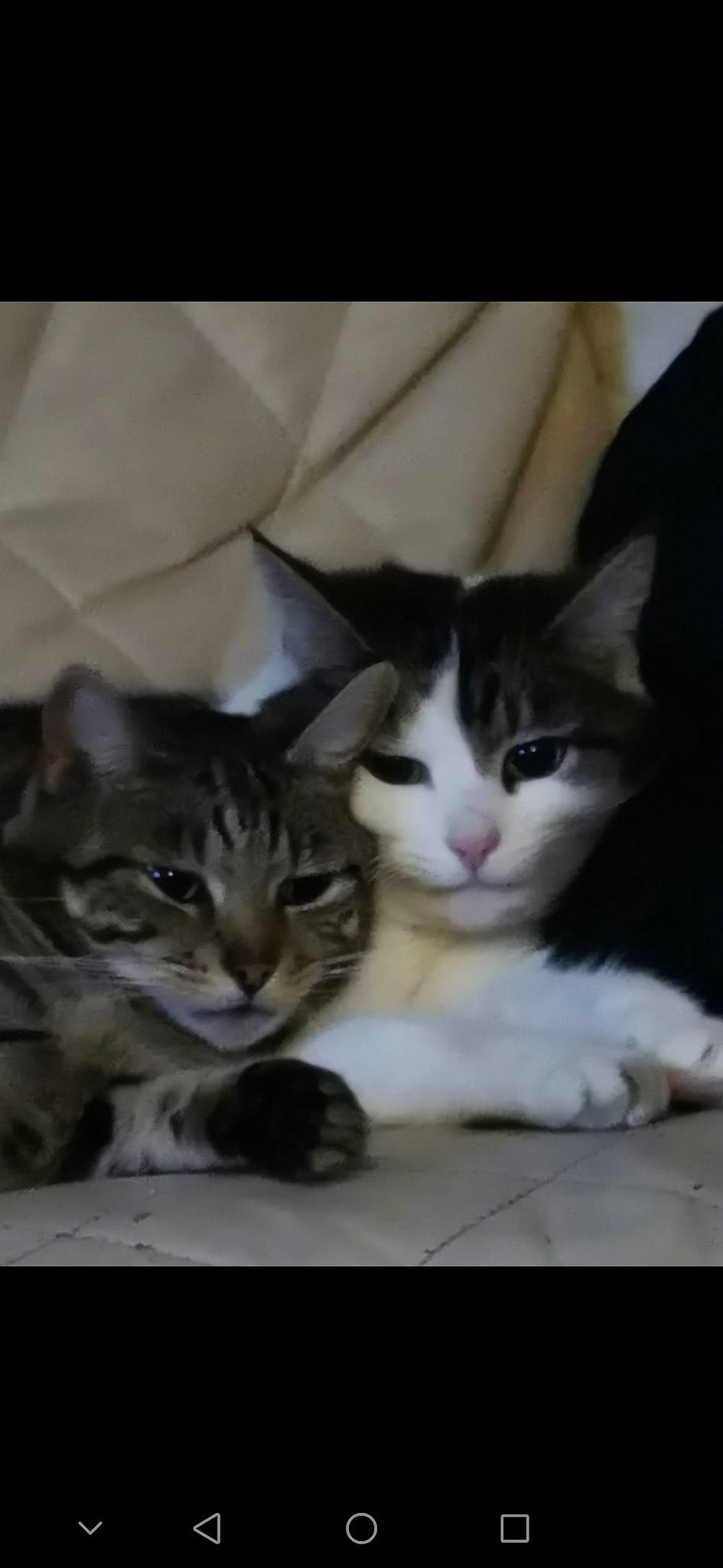 Phoenix is registered to the contest to win money with this photo: box, carnivore, cat, cat_supply, claw, comfort, domestic_short_haired_cat, felidae, fur, paw, photo_caption, small_to_medium_sized_cats, snout, tail, whiskers, window