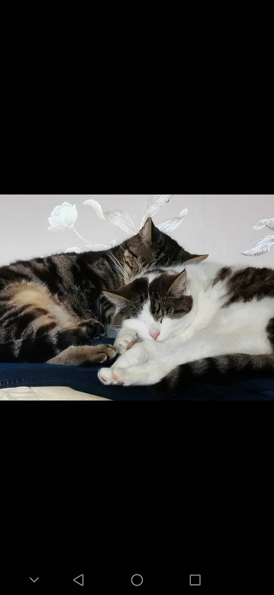 Phoenix joined the competition — help win amazing prizes! carnivore, cat, comfort, domestic_short_haired_cat, felidae, fur, metal, monochrome_photography, night, paw, photo_caption, plant, sky, small_to_medium_sized_cats, snout, tail, whiskers