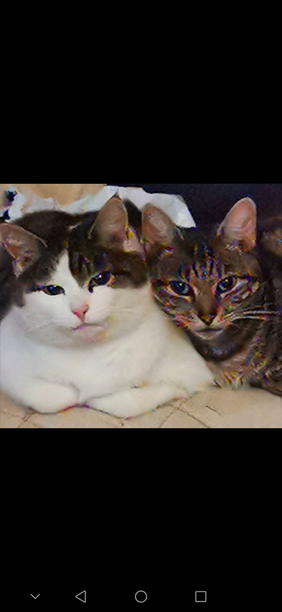 Phoenix joined the competition — help win amazing prizes! box, carnivore, cat, domestic_short_haired_cat, felidae, fur, paw, photo_caption, small_to_medium_sized_cats, snout, tree, whiskers, window