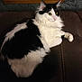 Oreo joined the competition — help win amazing prizes! cat, black_and_white, fluffy, indoor, couch, feline, pet, resting, alert, green_eyes, furniture, carpet, animal, cute, whiskers, ears, tail, relaxed, soft, domestic