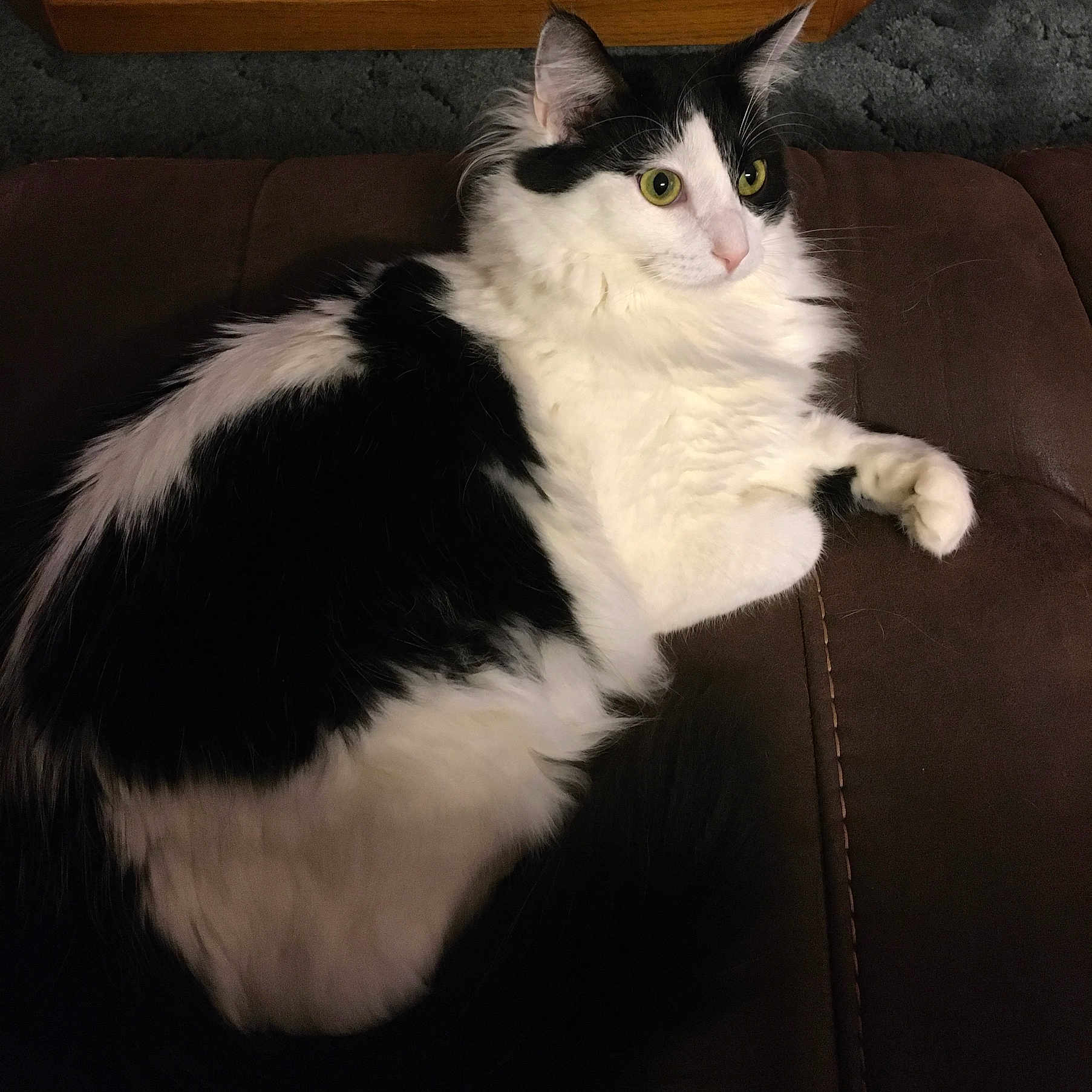 Oreo joined the competition — help win amazing prizes! alert, animal, black_and_white, carpet, cat, couch, cute, domestic, ears, feline, fluffy, furniture, green_eyes, indoor, pet, relaxed, resting, soft, tail, whiskers