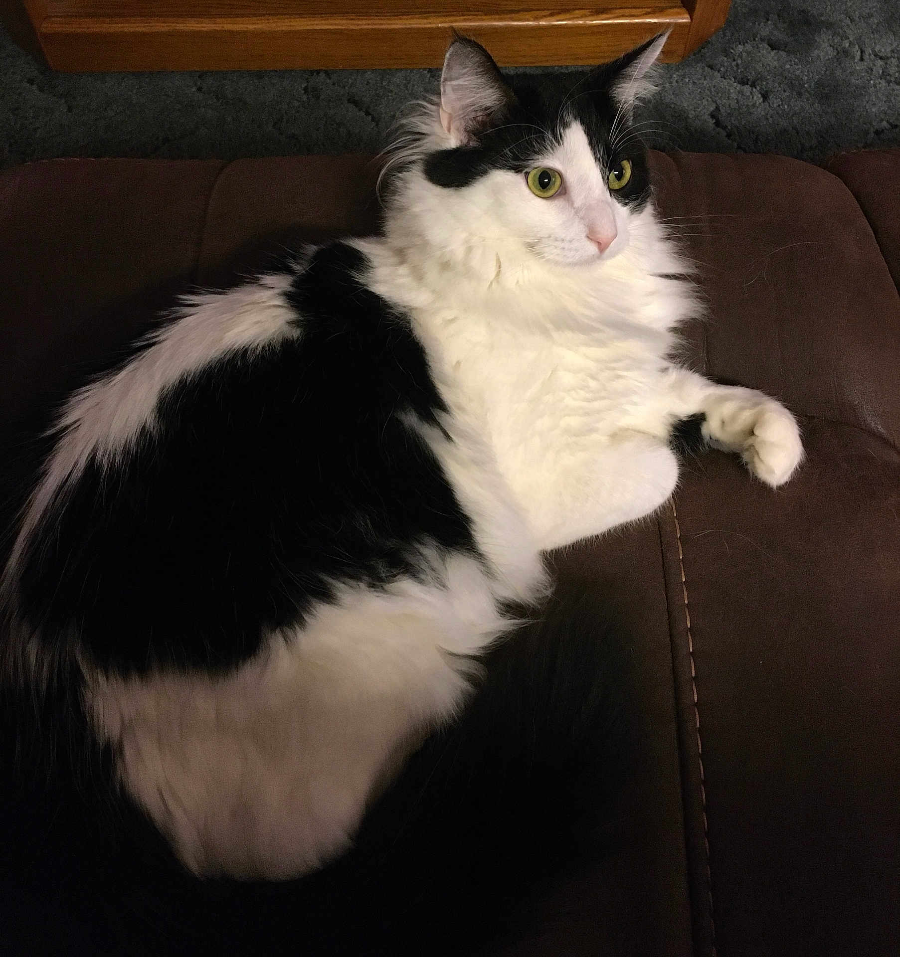 Oreo