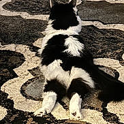 Oreo is registered to the contest to win money with this photo: cat, black_and_white, fluffy, lying_down, stretching, back_view, tail, paws, carpet, patterned_rug, indoor, pet, feline, relaxed, fur, animal, home, cozy, resting, cute