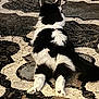 cat, black_and_white, fluffy, lying_down, stretching, back_view, tail, paws, carpet, patterned_rug, indoor, pet, feline, relaxed, fur, animal, home, cozy, resting, cute