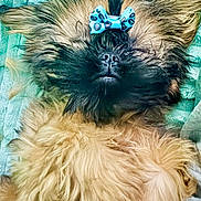 Wookie is registered to the contest to win money with this photo: dog, fluffy, bow, pet, lying_down, cute, fur, animal, teal_blanket, sleepy, adorable, small_dog, brown_fur, black_face, hair_accessory, resting, cozy, indoor, cute_pet, furry