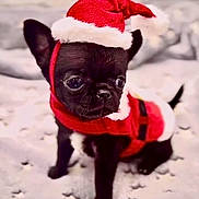 Phiffer joined the competition — help win amazing prizes! puppy, dog, black_dog, santa_hat, christmas_outfit, holiday, costume, pet, cute, small_dog, blanket, indoors, fur, animal, christmas, festive, winter, soft, adorable, portrait
