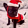 puppy, dog, black_dog, santa_hat, christmas_outfit, holiday, costume, pet, cute, small_dog, blanket, indoors, fur, animal, christmas, festive, winter, soft, adorable, portrait