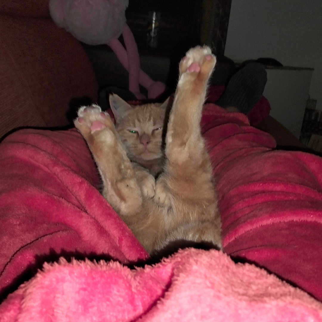 Gardner participe au concours pour gagner de l'argent avec cette photo : blanket, cat, comfort, couch, cozy, feline, fur, ginger_cat, home, indoor, legs, paws, paws_up, pet, pink_blanket, relaxed, resting, sleepy, stretch, stretching