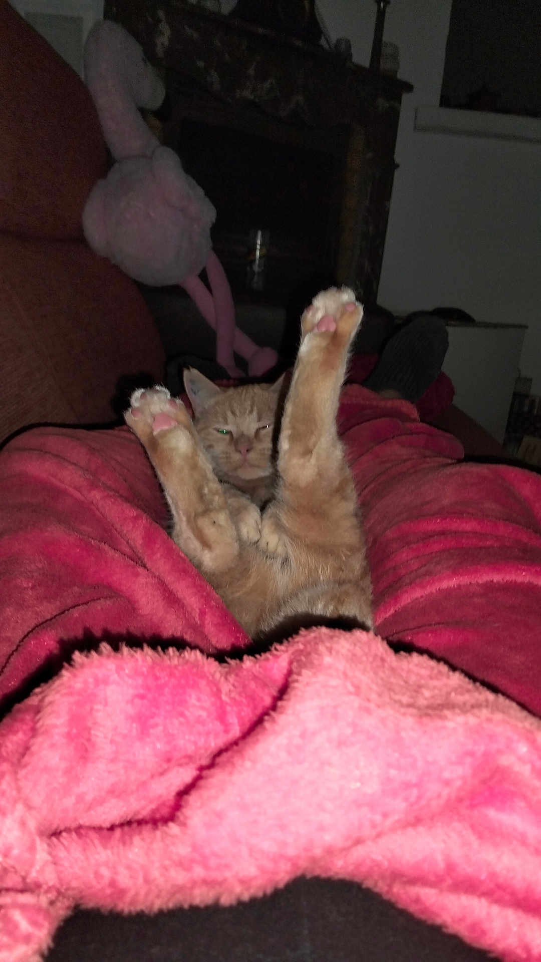 Gardner participe au concours pour gagner de l'argent avec cette photo : blanket, cat, comfort, couch, cozy, feline, fur, ginger_cat, home, indoor, legs, paws, paws_up, pet, pink_blanket, relaxed, resting, sleepy, stretch, stretching