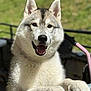 animal, background_blur, canine, closeup, daylight, dog, ears, friendly, fur, happy, husky, metal_railing, nature, nose, outdoor, paw, pet, portrait, smiling, sunlight