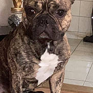 Roméo a rejoint le concours — aidez-le/la à gagner de superbes lots ! animal, attention, brindle, canine, companion, cute, decor, dog, ears, floor, french_bulldog, furniture, household, indoor, paw, pet, portrait, sitting, tile, white_chest