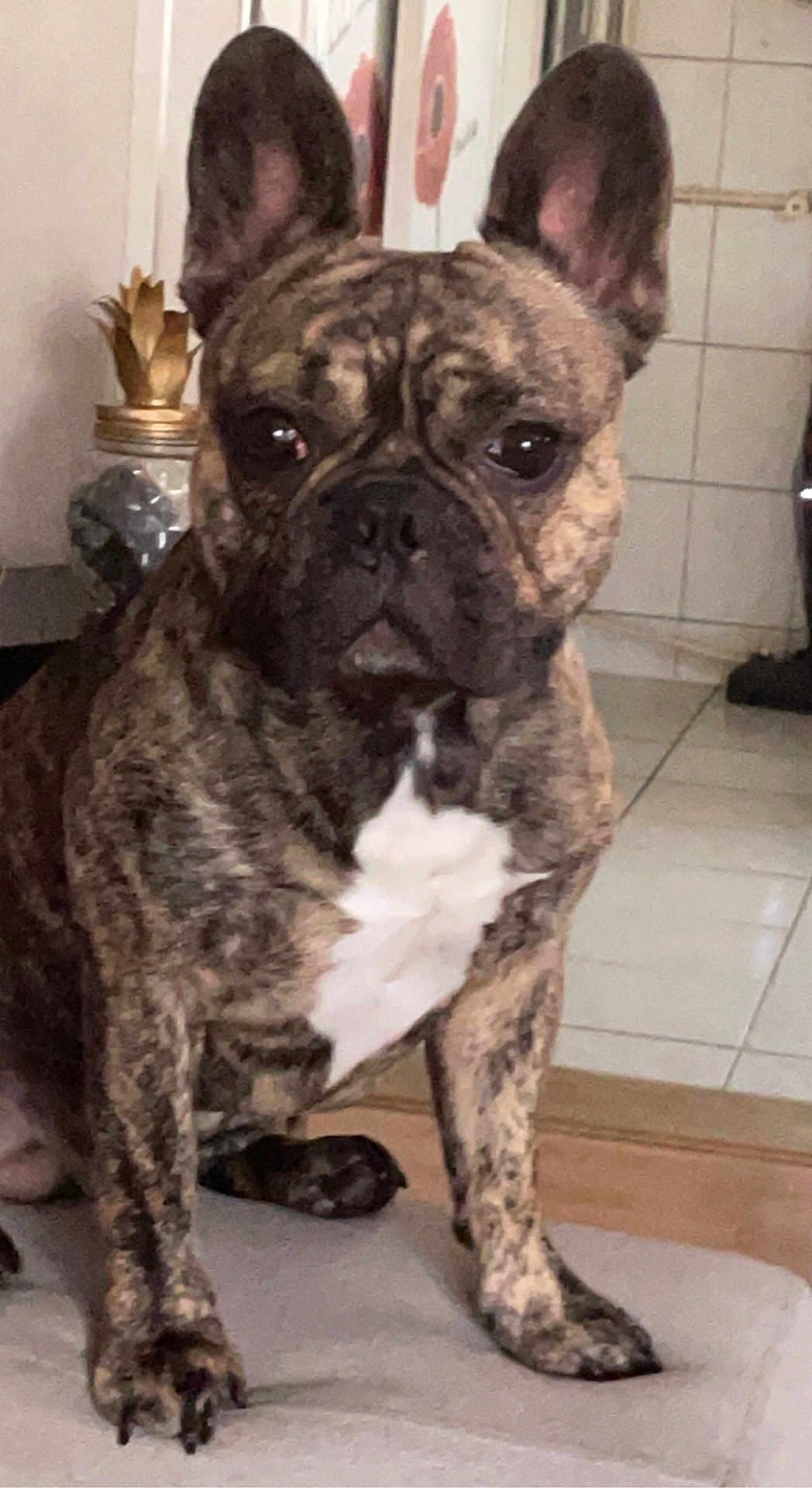 Roméo a rejoint le concours — aidez-le/la à gagner de superbes lots ! animal, attention, brindle, canine, companion, cute, decor, dog, ears, floor, french_bulldog, furniture, household, indoor, paw, pet, portrait, sitting, tile, white_chest
