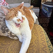 Tigger is registered to the contest to win money with this photo: cat, orange_cat, white_cat, stretching, yawning, feline, pet, indoor, cushion, patterned_fabric, relaxed, sleepy, paw, whiskers, fur, nose, ear, mouth, home, cozy
