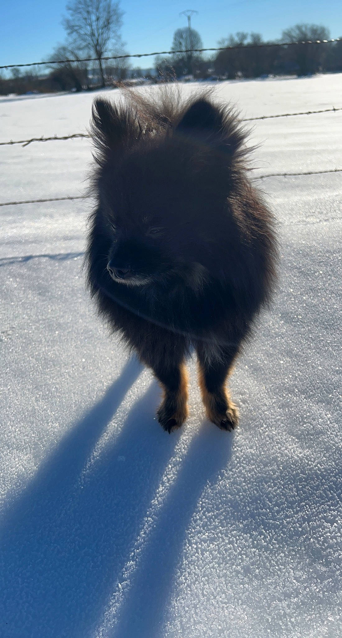 Ralphy a rejoint le concours — aidez-le/la à gagner de superbes lots ! asphalt, canidae, claw, dog_breed, electric_blue, fawn, felidae, foot, fur, paw, road, road_surface, rodent, shadow, small_to_medium_sized_cats, snout, tail, tints_and_shades, whiskers, wildlife