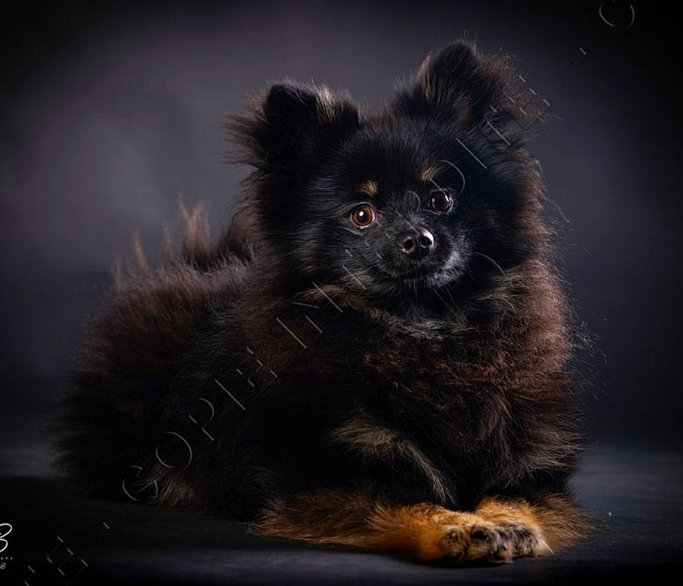Ralphy participe au concours pour gagner de l'argent avec cette photo : ancient_dog_breeds, canidae, carnivore, companion_dog, darkness, dog, dog_breed, fur, non_sporting_group, puppy, snout, sporting_group, terrestrial_animal, toy_dog, whiskers, wildlife, working_animal, working_dog