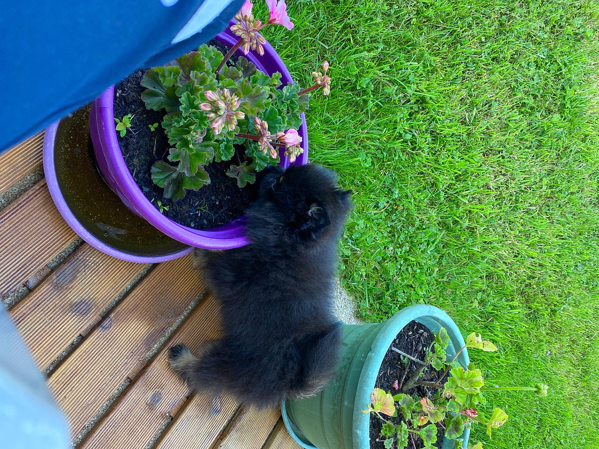 Ralphy participe au concours pour gagner de l'argent avec cette photo : annual_plant, carnivore, fawn, felidae, flower, flowerpot, grass, grass_family, green, groundcover, houseplant, lawn, leaf, magenta, outdoor_furniture, petal, plant, purple, shrub, tail
