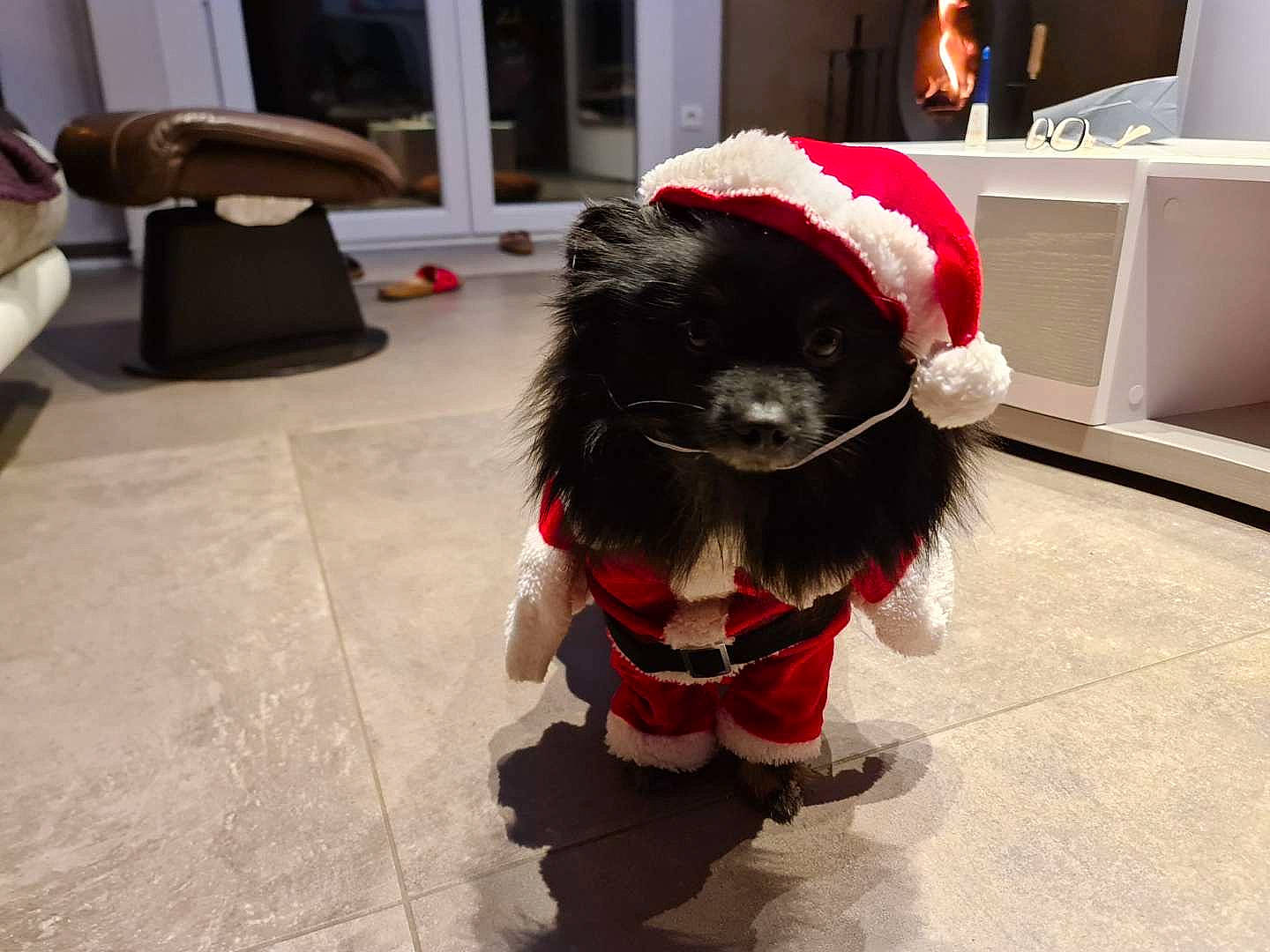 Ralphy participe au concours pour gagner de l'argent avec cette photo : canidae, carmine, carnivore, collar, companion_dog, costume_hat, dog, dog_breed, event, fictional_character, flooring, fur, hat, holiday, leash, mascot, snout, sporting_group, window, working_animal