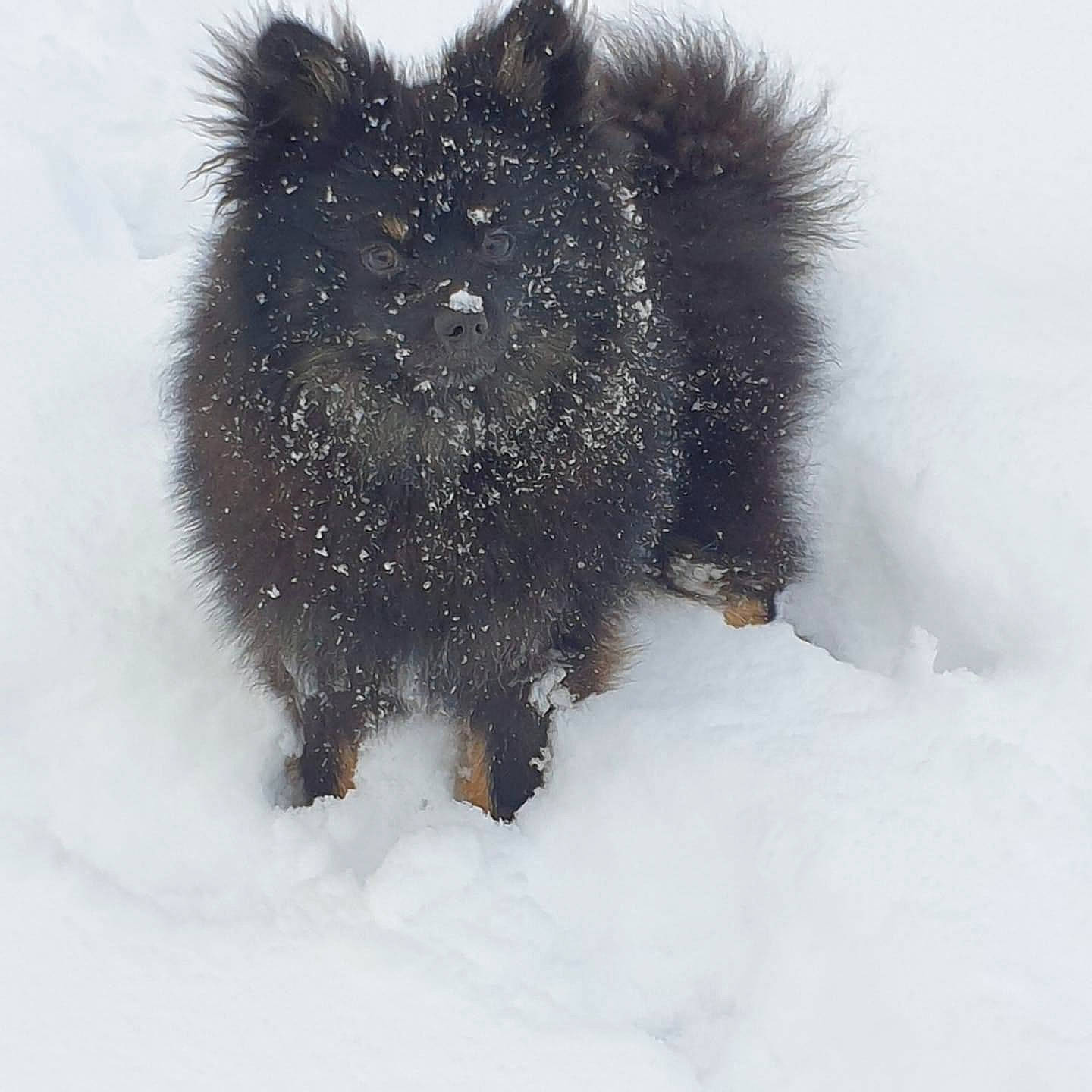 Ralphy a rejoint le concours — aidez-le/la à gagner de superbes lots ! canidae, carnivore, dog, dog_breed, event, freezing, fur, precipitation, snout, snow, sporting_group, tail, terrestrial_animal, whiskers, winter, working_animal, working_dog