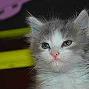 Bulle participe au concours pour gagner de l'argent avec cette photo :