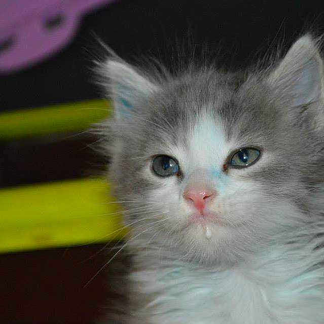 Bulle