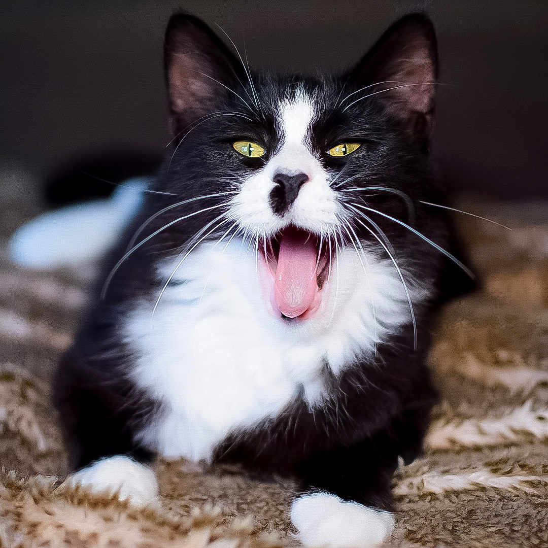 Cha