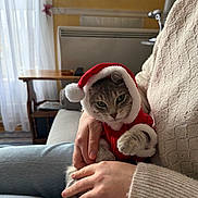 Oslo participe au concours pour gagner de l'argent avec cette photo : cat, pet, animal, santa_hat, christmas_costume, person, hands, sweater, jeans, couch, indoor, mirror, curtains, table, wooden_furniture, cozy, holiday, festive, cute, domestic
