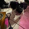 dog, sunglasses, pet_bed, leash, tile_floor, water_bowl, indoor, shoe, shadow, furniture, pet, small_dog, accessory, canine, flooring, resting_area, animal, light, pink_light, cozy