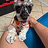 Tucker joined the competition — help win amazing prizes! dog, puppy, pet, indoor, tile_floor, person, arm, paw, orange, shirt, clothing, happy, tongue_out, cute, small_dog, black_and_white, fur, home, storage_bin, bracelet