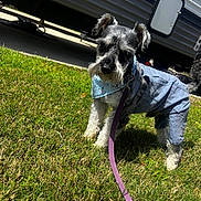 Tucker is registered to the contest to win money with this photo: dog, schnauzer, grass, outdoor, leash, bandana, clothing, pet, canine, sunlight, camper, trailer, greenery, daytime, cute, fur, animal, small_dog, portrait, standing