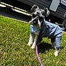 dog, schnauzer, grass, outdoor, leash, bandana, clothing, pet, canine, sunlight, camper, trailer, greenery, daytime, cute, fur, animal, small_dog, portrait, standing