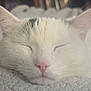 cat, sleeping, white_cat, close_up, pet, feline, cozy, blanket, soft_texture, indoor, relaxed, cute, whiskers, pink_nose, fur, animal, resting, peaceful, domestic_cat, calm