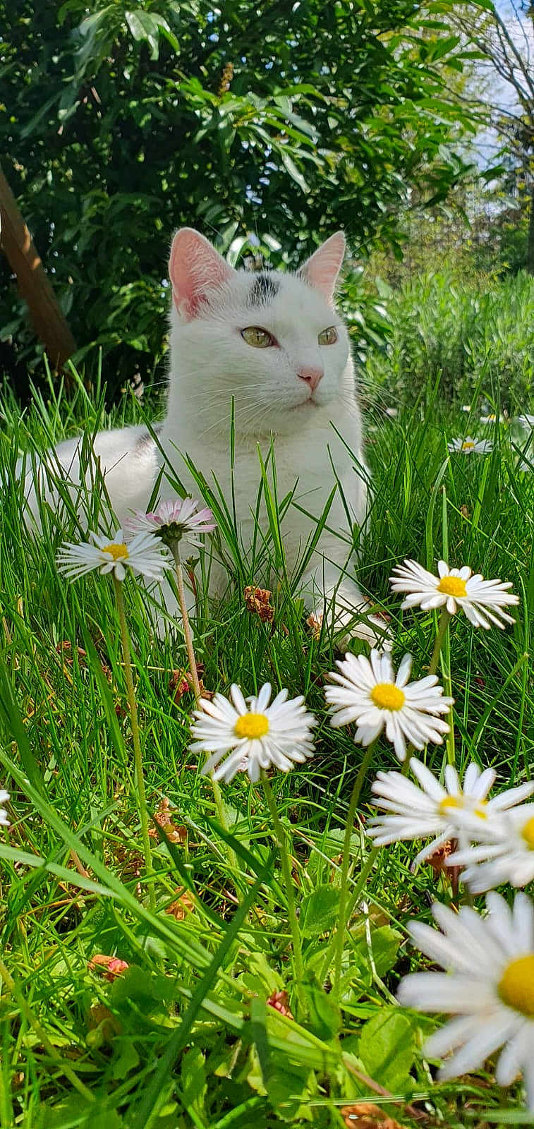 Luffy a rejoint le concours — aidez-le/la à gagner de superbes lots ! cat, white_cat, grass, daisies, flowers, outdoor, nature, greenery, sunlight, animal, pet, relaxed, calm, summer, leaf, garden, plant, close_up, daylight, flora