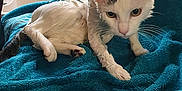 Luffy a rejoint le concours — aidez-le/la à gagner de superbes lots ! wet_cat, cat, animal, pet, towel, bathroom, sink, window, indoor, domestic, fur, whiskers, ears, paw, curious, displeased, cleaning, household, pet_care, blue_towel