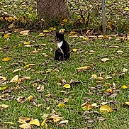 Samantha joined the competition — help win amazing prizes! cat, grass, leaves, tree, fence, outdoor, nature, animal, fall, autumn, black_and_white_cat, sitting, quiet, daytime, yard, pet, curious, lonely, feline, background