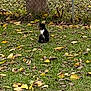 cat, grass, leaves, tree, fence, outdoor, nature, animal, fall, autumn, black_and_white_cat, sitting, quiet, daytime, yard, pet, curious, lonely, feline, background