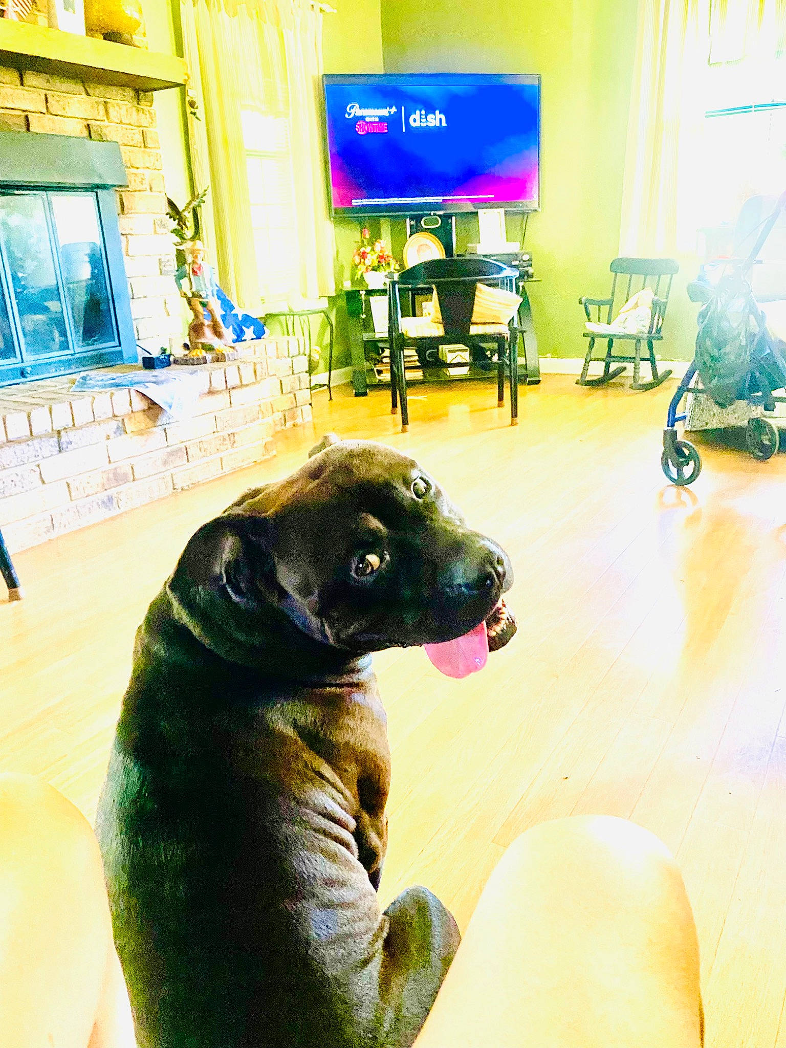 Champ is registered to the contest to win money with this photo: blue, carnivore, chair, comfort, companion_dog, dog, dog_breed, fawn, floor, flooring, houseplant, leisure, room, sporting_group, television, terrestrial_animal, whiskers, window, working_animal, yellow